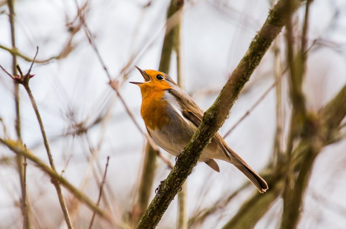 songbird singing on a branch