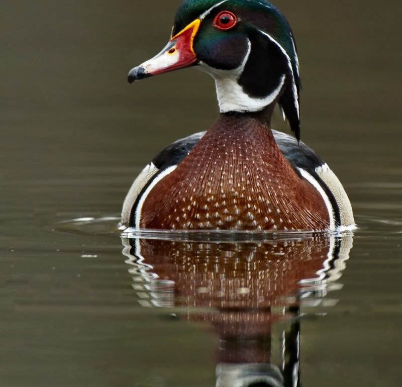a wood duck on the water