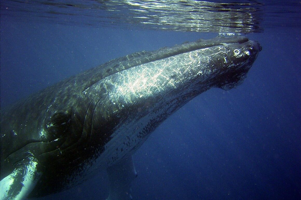 humpback whale underwater