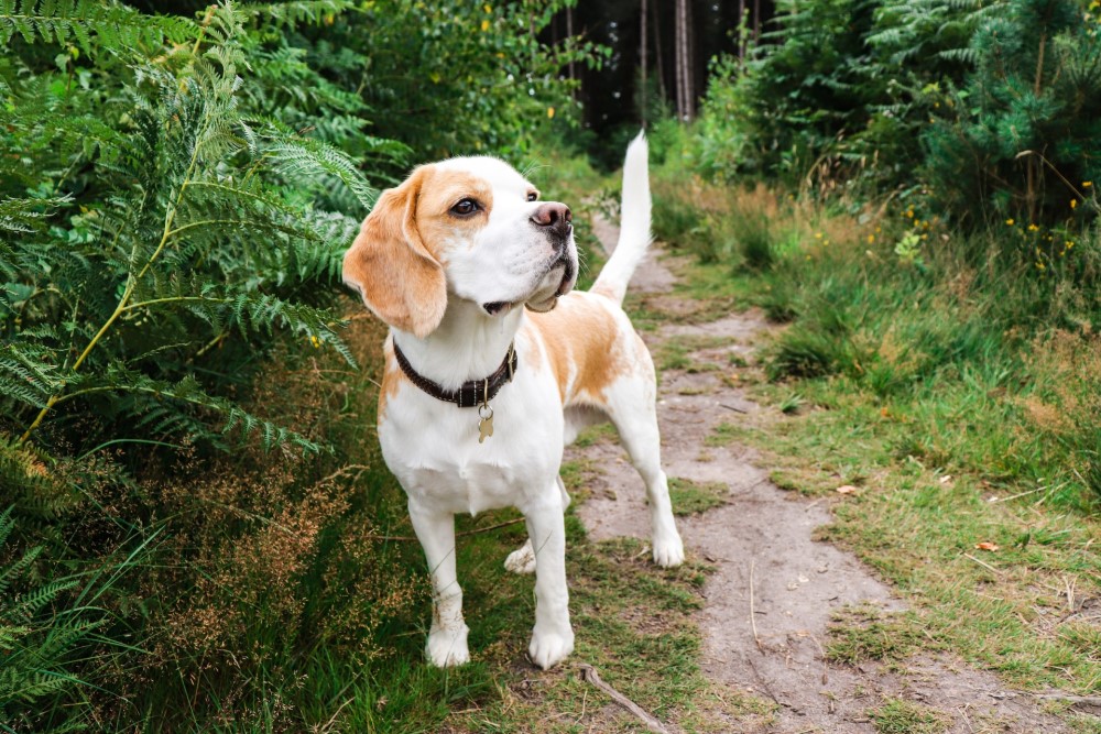 cute beagle dog on forest path
