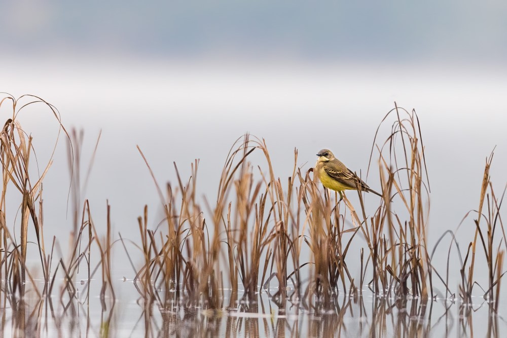 bird in a marsh