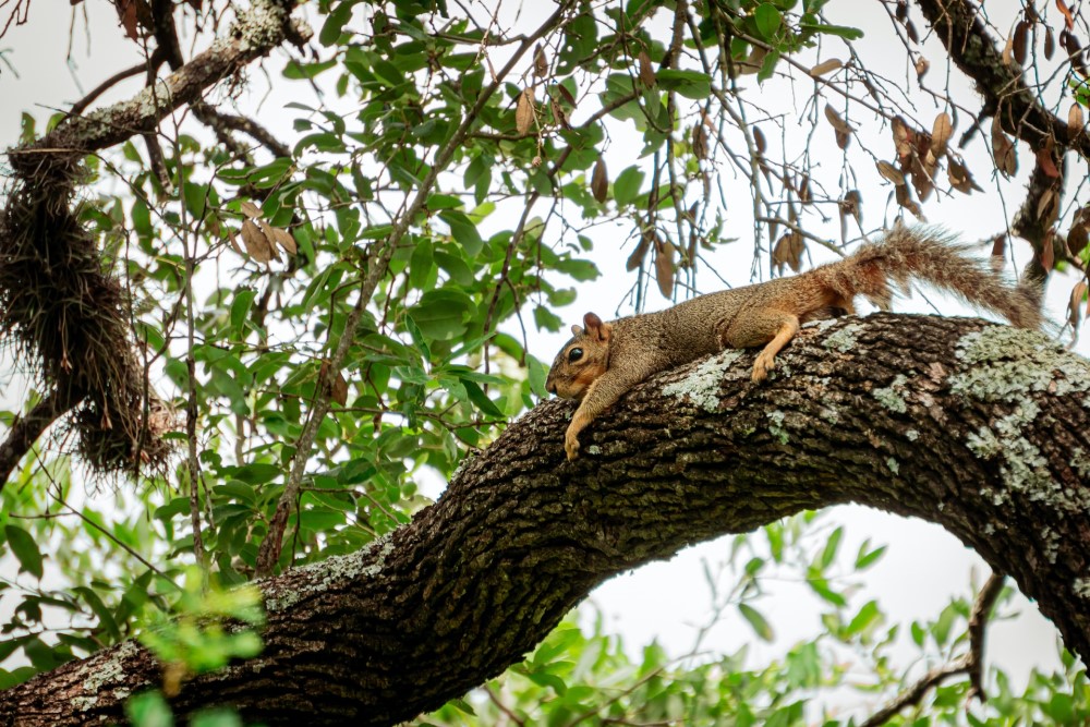 squirrel resting on a tree branch