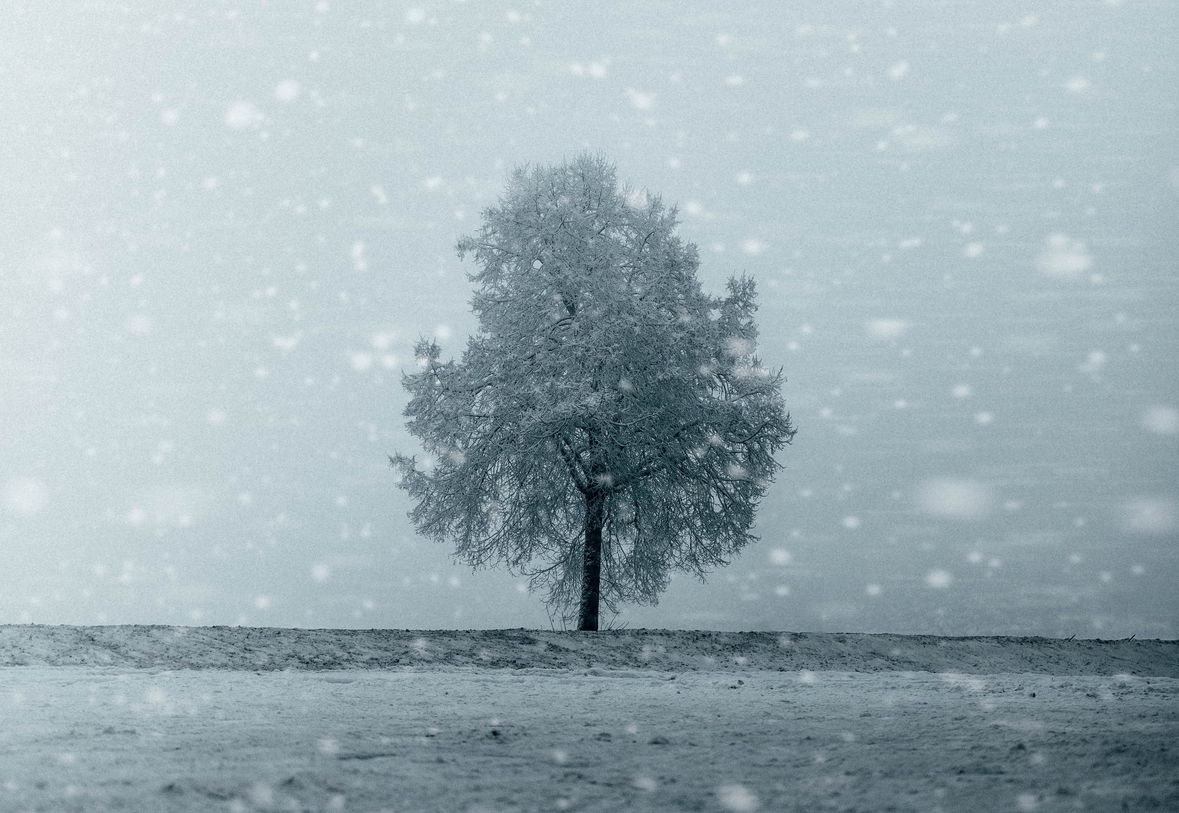 tree in snow -- winter weather